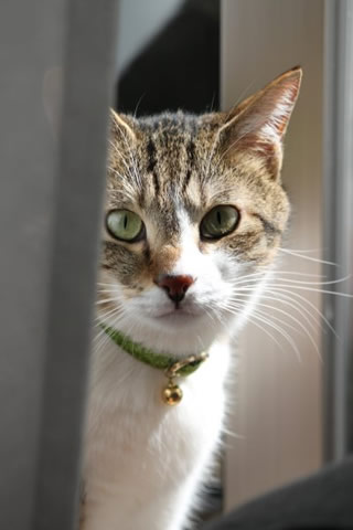猫 首輪 おしゃれ