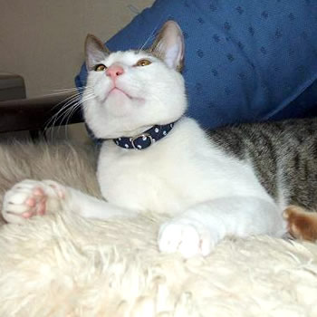 猫 首輪