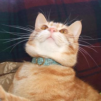 猫 首輪
