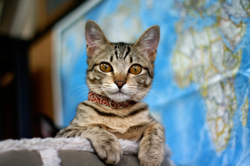 猫 首輪