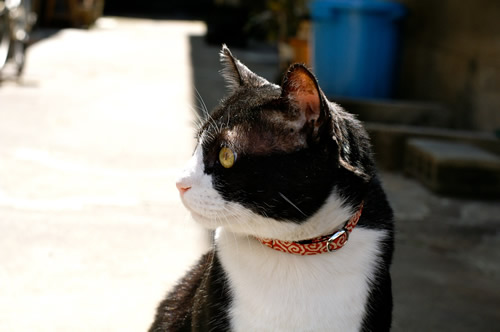 猫 首輪