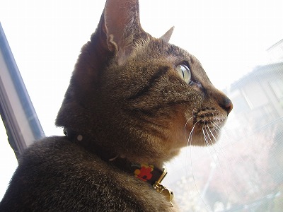 猫 首輪