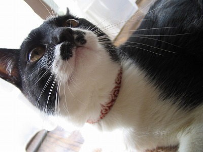 猫 首輪