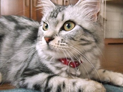猫 首輪 おしゃれ
