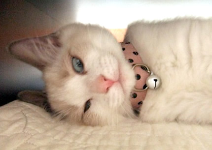 猫 首輪