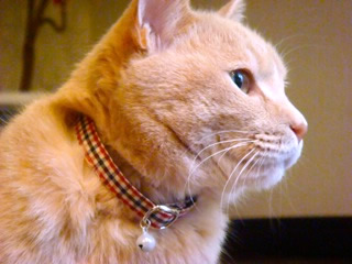 猫 首輪