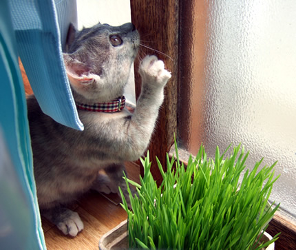 猫 首輪