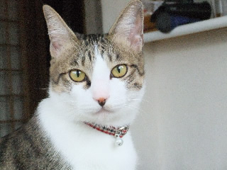 猫首輪