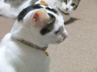猫首輪