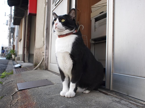 猫首輪