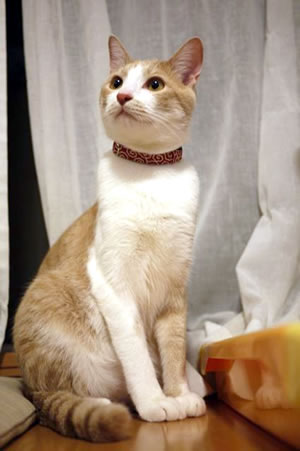 猫 首輪 おしゃれ