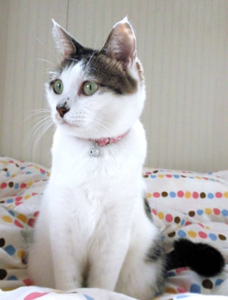 猫 首輪 花柄