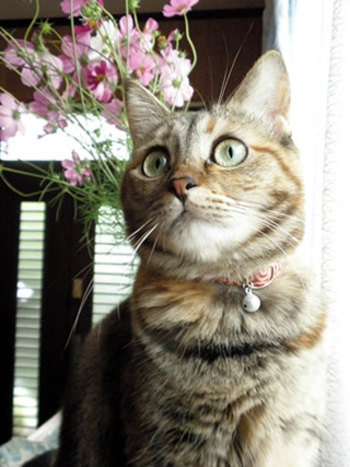 猫 首輪