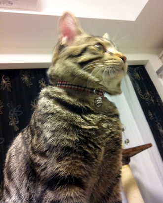 猫 首輪