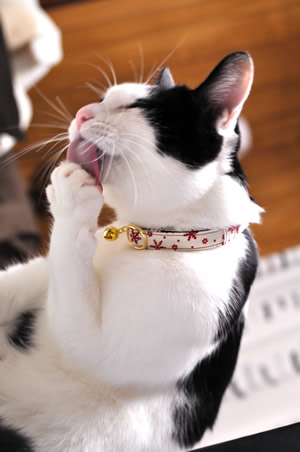 猫 首輪 おしゃれ