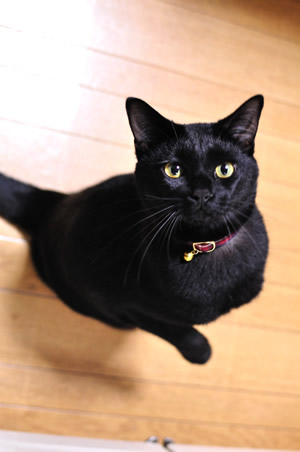 猫 首輪 おしゃれ