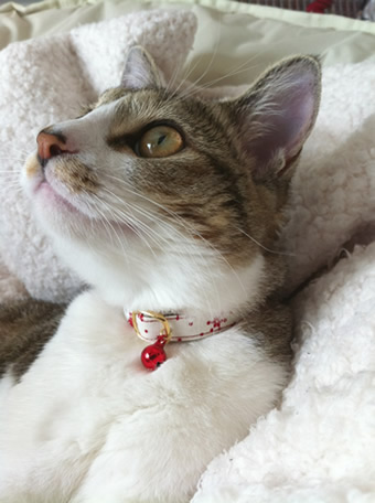 猫首輪