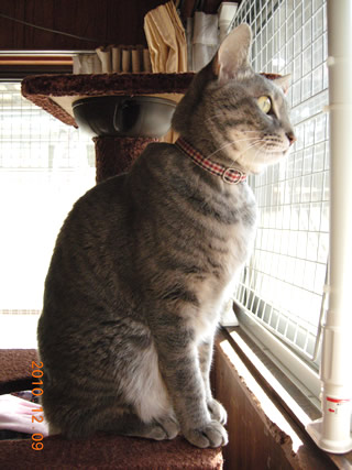 猫 首輪