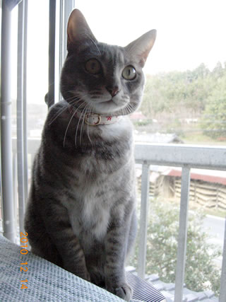 猫 首輪