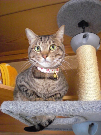 猫首輪 クリスマス