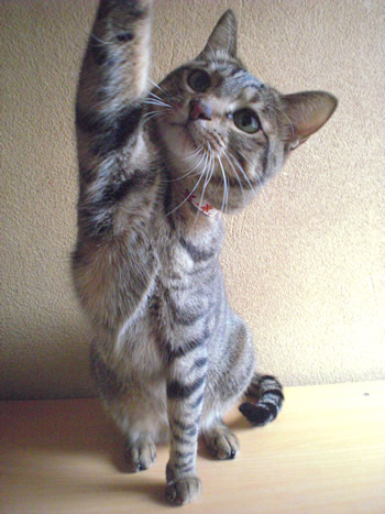 猫 首輪