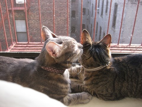 猫 首輪