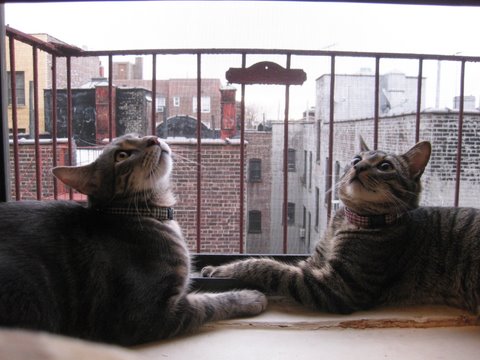 猫 首輪