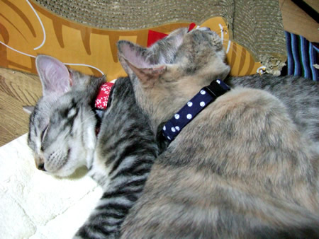 猫 首輪