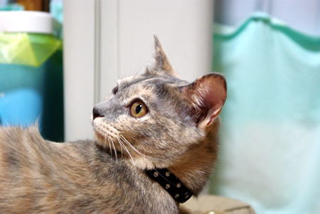 猫 首輪