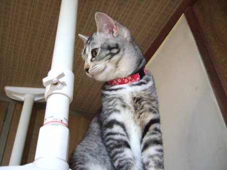 猫 首輪