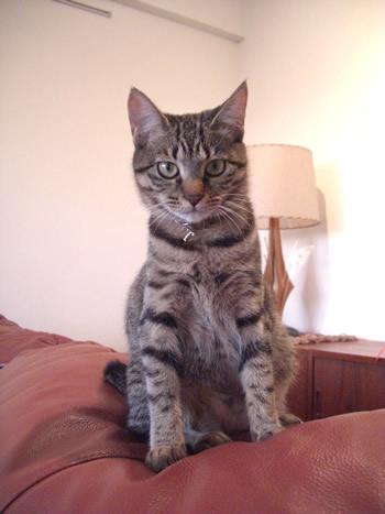 猫首輪