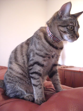 猫 首輪 おしゃれ
