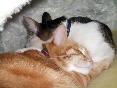猫 首輪