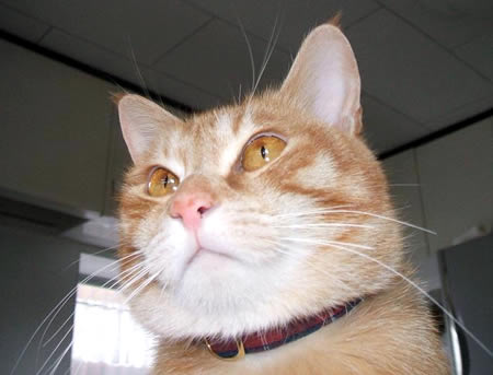猫 首輪
