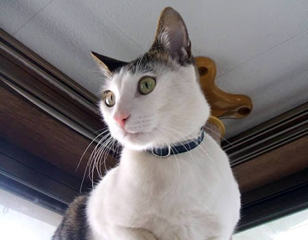 猫 首輪