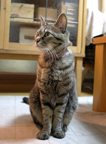猫 首輪