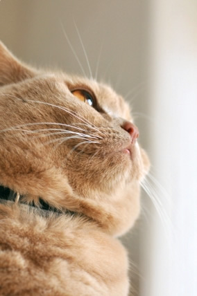 猫 首輪