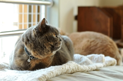 ねこ首輪