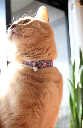猫 首輪