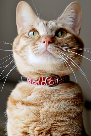 猫 首輪