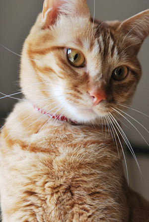 猫 首輪