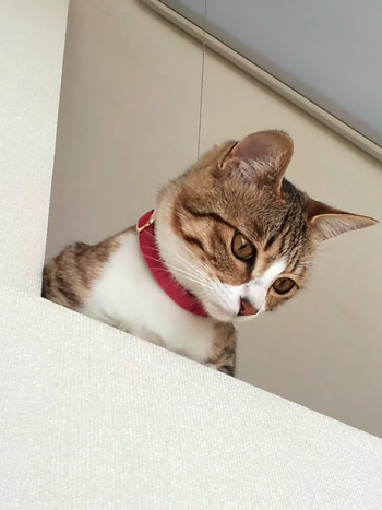 猫 首輪