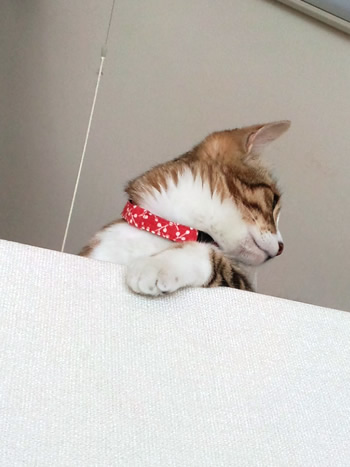 猫 首輪