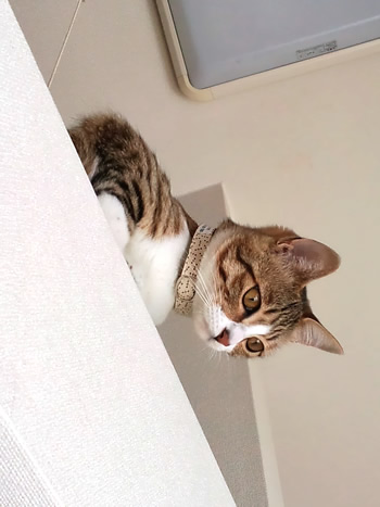 猫 首輪