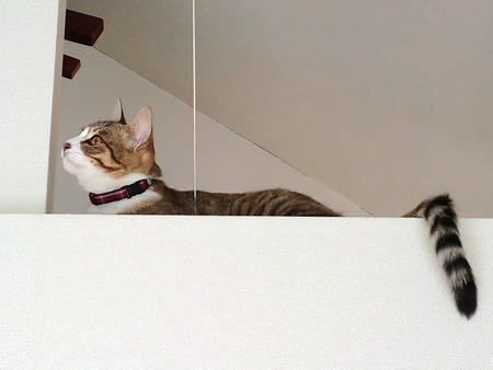 猫 首輪