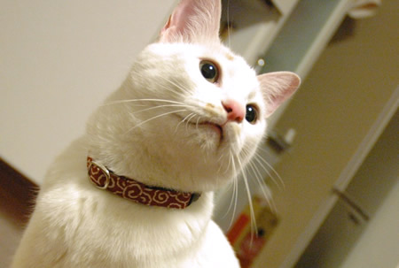 猫 首輪