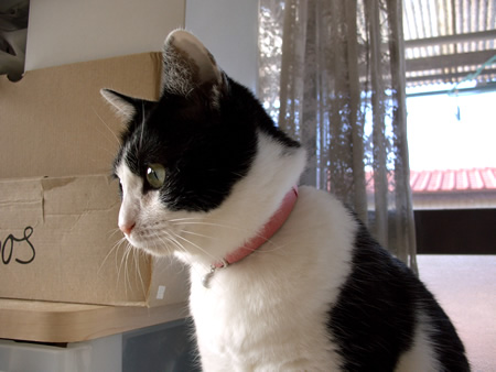 猫 首輪 安全