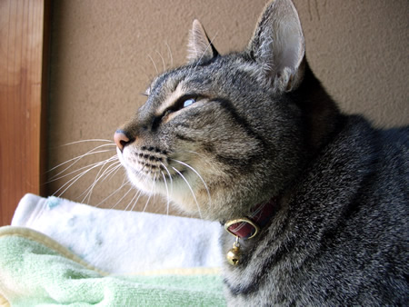 猫 首輪 安全