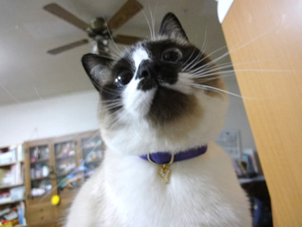 猫 首輪