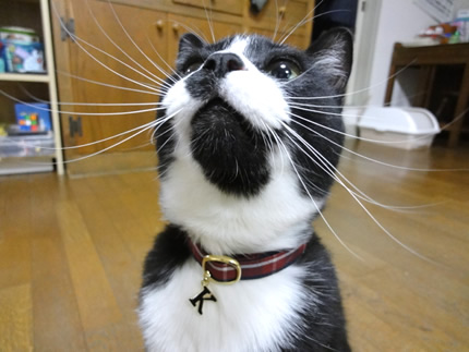 猫 首輪